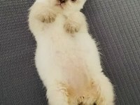 Scottish Fold Kedimizi Sahiplendirme
