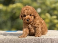 Baby face poodle yavrularımız