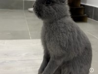 Hollanda lop tavşanı