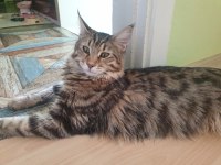 Main coon üreticiden kediler