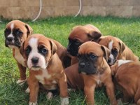 Orijinal Boxer Yavruları