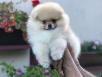 Üst kalite pomeranian ayı surat yavrularımız