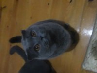 British shorthair ve scottish fold