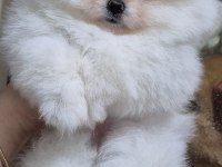 Üst kalite EFSANE DİŞİ pomeranian