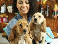 Dost Canlısı Meraklı Tatlı Amerikan Cocker
