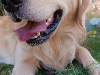 Çok güzel golden retriever bebekler