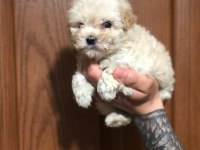Orjinal sağlık garantili maltipoo bebeklerimiz