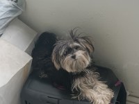 Morkie 2 yaşındaki kızımıza eş arıyorum