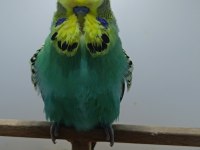 Show jumbo muhabbet kuşlarımız