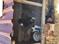 Erkek akita köpeği