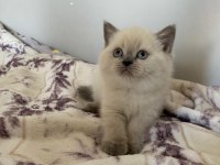 Orjinal şecereli blue point ve british shorthair yavrular