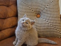 Lilac Koca Kafalı British Shorthair
