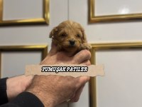 Toy Poodle Dişi Erkek