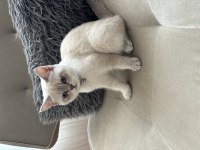 British shorthair dişi blue point