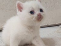 BRİTİSH SHORTHAİR MİNİKLER
