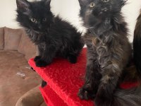 45 günlük kara panter maine coon kediler