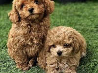 Maltipoo Yavrumuz Kg Garantili