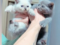 British shorthair yavru