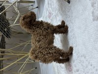 2 AYLIK TOY POODLE (DİŞİ)