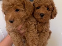 Toy Poodle Köpekleri