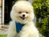 Sevimli Pomeranian Boo Yavrularımız