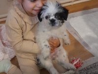 3 aylık dişi sevimli morkie kızımız