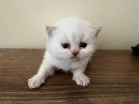 2 ADET LYNX POİNT SCOTTİSH FOLD ERKEK-DİŞİ 2 AYLIK