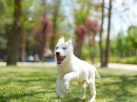 Husky Yavrular