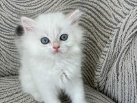 British Longhair Miniklerim