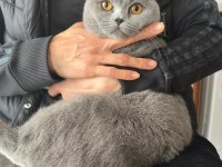 BRİTİSH SHORTHAİR KEDİMİZE ACİL YUVA ARANIYOR