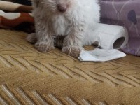 Terrier 0 numara