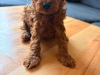 TEACUP TOY POODLE YAVRULAR KG GARANTİLİ