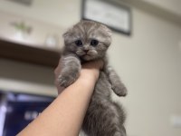 1 Buçuk Scottish Fold Yavru Kediler