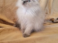 AYICIK SURAT KEDİMİ ÜCRETSİZ SAHİPLENDİRME YAPIYORUM