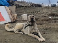 Yetişkin Safkan Orjinal Kangallar