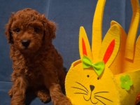 Toy Poodle Minik Yavrular