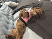 TOY POODLE 3.5 AYLIK DİŞİ