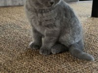Blue british shorthair izmir