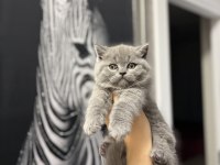 Ayı Surat Brıtısh Shorthair Yavrularım