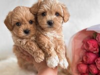 Hem Sevimli Hem Sağlıklı Maltipoo Bebekler