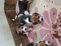 Safkan ırk garantili beagle bebekler