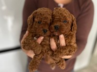 Toy Poodle Yavruları