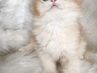 Show kalite dişi british longhair