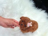Türkiyenin en güzel core maltipoo bebekleri