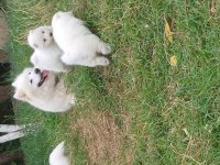 45 günlük anne baba safkan sağlıklı köpekler