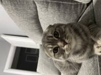 6 aylık scottish fold