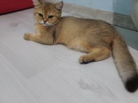 British Shorthair Golden
