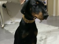 3.5 aylık dişi doberman yavrumuz
