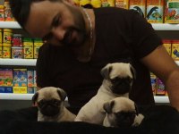 PUG mops safkan yavrular