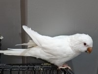 Albino kırmızı göz monk papağanı